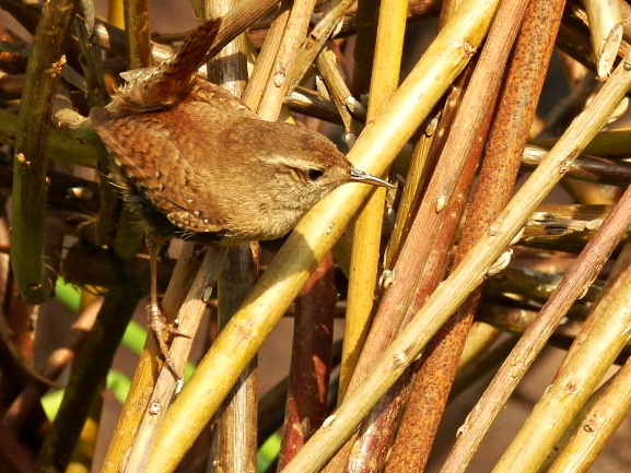 Bird in Mediterranean biome, Eden Project, Cornwall