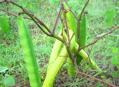 tanaman kacang koro