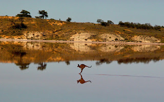 kangaroo HD photo image