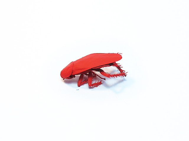 Red cockroach