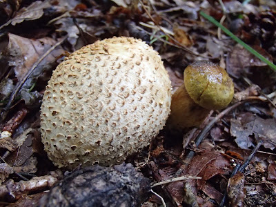 Xerocomus parasiticus Podgrzybek tęgoskórowy [ Podgrzybek pasożytniczy ]