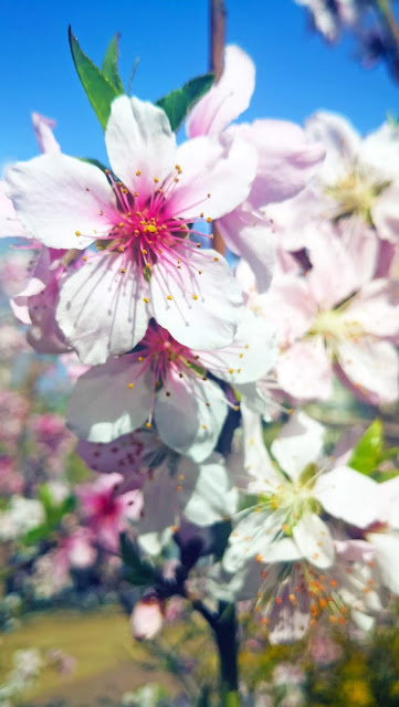 9Peach blossoms in spring photographs, come to see our collection