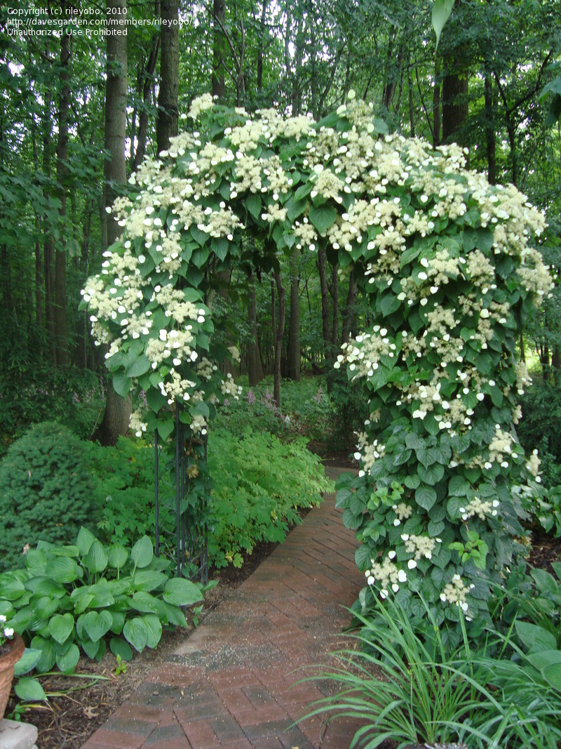 Japanese Climbing Hydrangea Vine Climbing hydrangea trepadeira