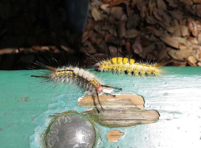 Fir Tussock Moth caterpillars - Sawgrass Lake, Florida