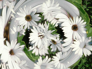 Beautiful White Daisy wallpaper