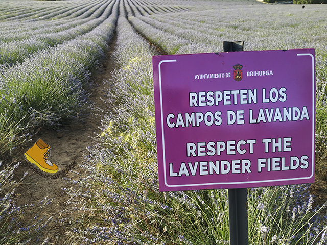 RESPETEN LOS CAMPOS DE LAVANDA