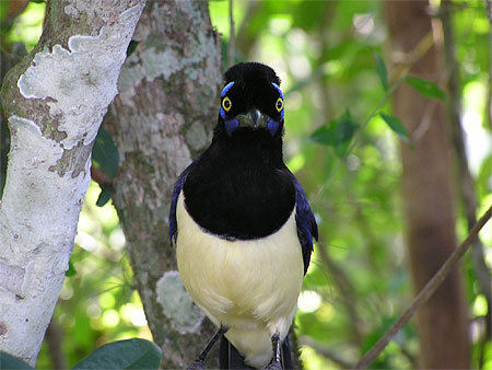 Dernière Destination Argentine Quelques Animaux Dargentine