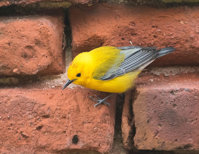 Prothonotary Warbler - Dry Tortugas, Florida