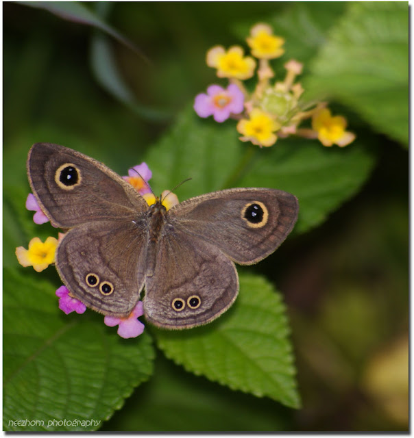 butterfly with bunga taik ayam flower picture