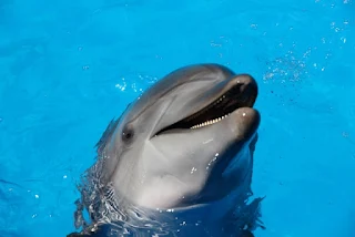 Picture of a dolphin