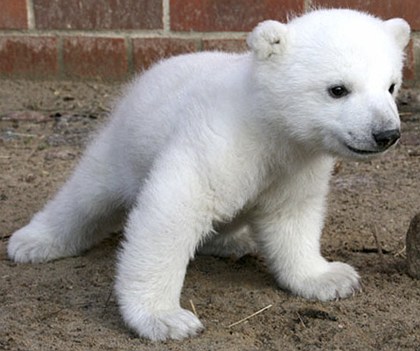  Cute Pictures Of Baby Polar Bears