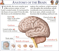 anatomy-of-brain