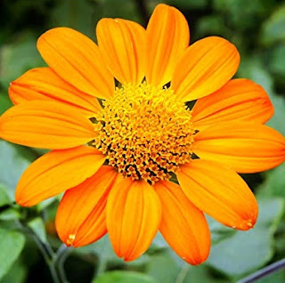 bunga-matahari-meksiko
