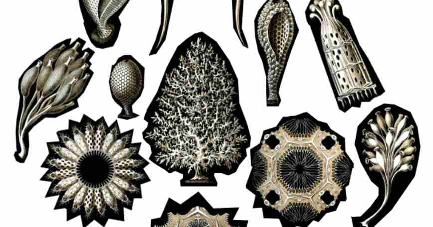 Klasifikasi Porifera Jenis  Jenis  Dan Peranan Porifera 