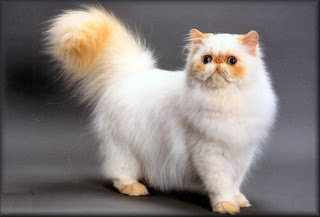 himalayan long hair cat kitten pussy mace macka kat kass katze gato con kissa pets Haustiere huisdieren animaux de compagnie kucni ljubimci augintiniai