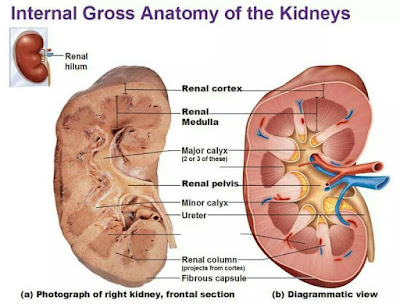 Surgical anatomy of the kidney and ureters