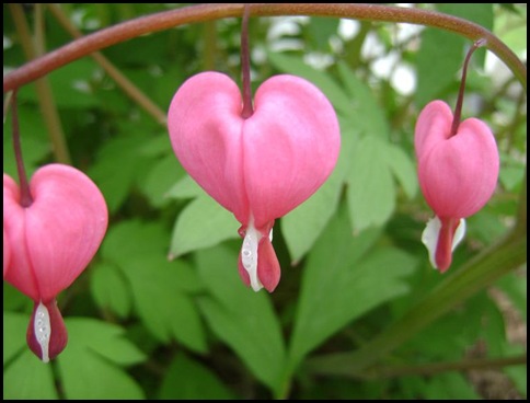 Bleeding_Hearts_x