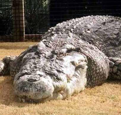 Largest crocodile