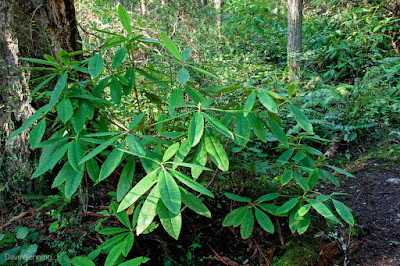 Pacific Rhododendrons on Goose Rock