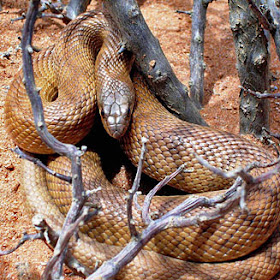 serpiente topo Pseudaspis cana