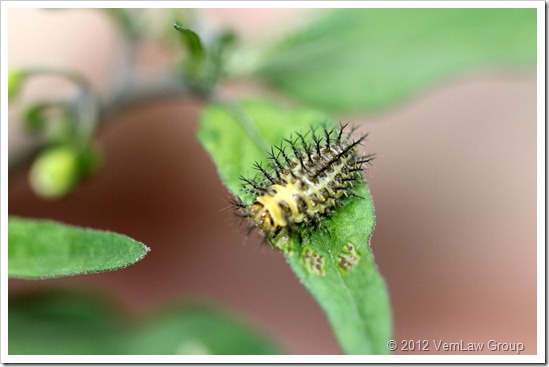 SpikyIMG3088