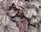 Heuchera Silver Gumdrop - Silver Gumdrop Coral Bells care