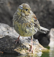 Escribano soteño (Emberiza cirlus) 