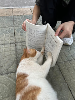 funny cat reading a book