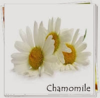 bunga-Chamomile