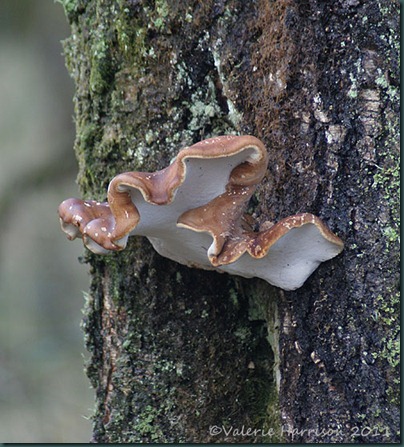 10-bracket-fungi