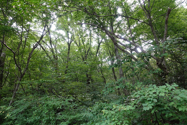 大山環状道路