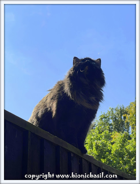 Pandora, a striking brindle torti feline with sleek fur, sits confidently atop a wooden fence, surveying her surroundings with an air of elegance. The natural outdoor setting, featuring lush greenery and a rustic fence, enhances the serene yet adventurous mood of the scene. This captivating cat portrait is perfect for pet lovers, feline photography enthusiasts, and cat-themed blogs. Featured on www.bionicbasil.com.