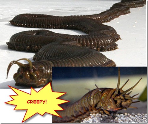 Sea Worm - polychaete worm in UK