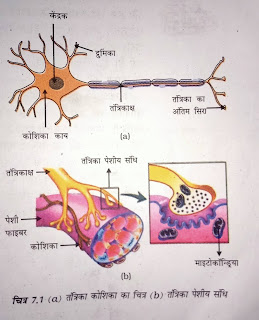 न्यूरॉन ( तंत्रिका कोशिका) का नामांकित चित्र