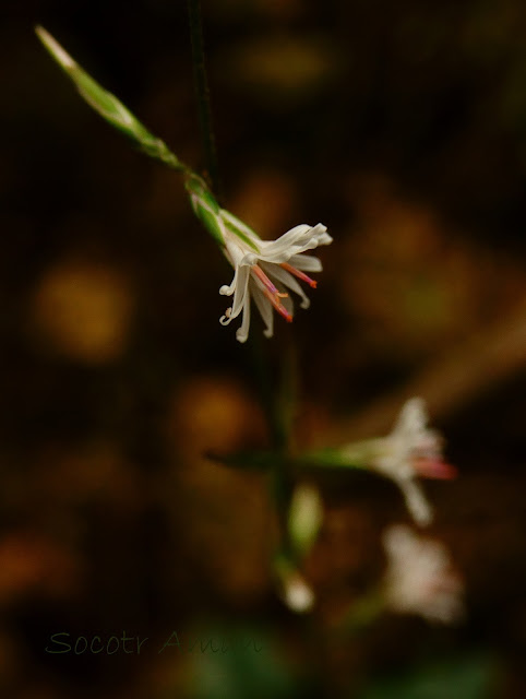 Ainsliaea apiculata