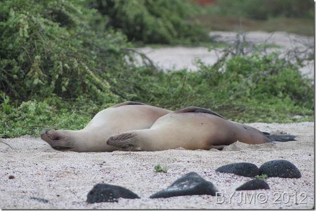 BASKING BLONDE SEALS N SAYMOUR 