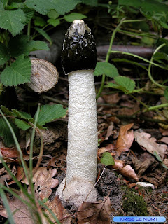 Phallus Impudicus - Satyre puant - Phallus impudique