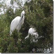 Preening neck