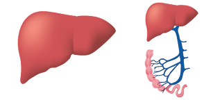 Pharmacotherapy of hepatitis B and hepatitis C