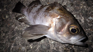 メバル 内房 アジリンガー