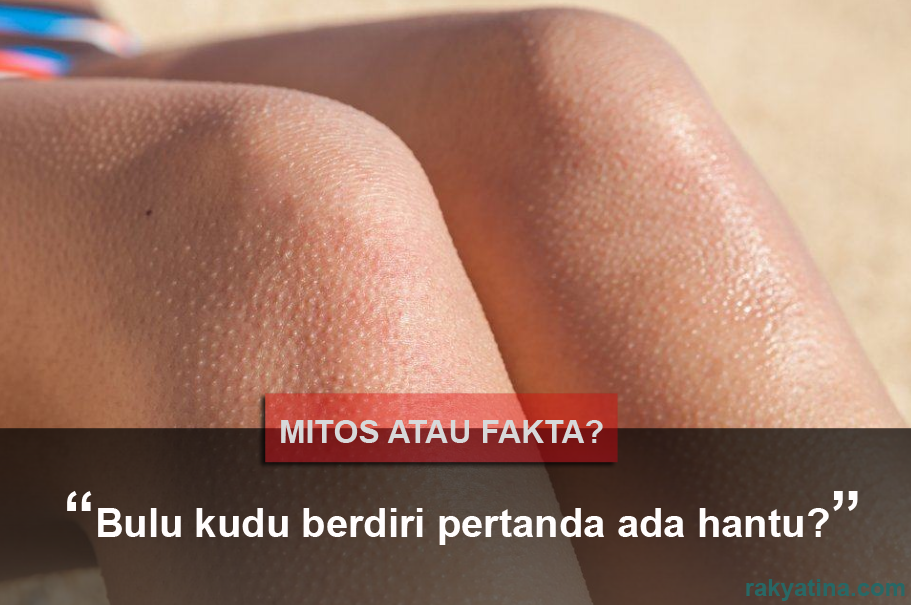 http://www.rakyatina.com/2018/01/mitos-atau-fakta-jika-bulu-kudu-berdiri.html