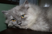 My lovely Cat