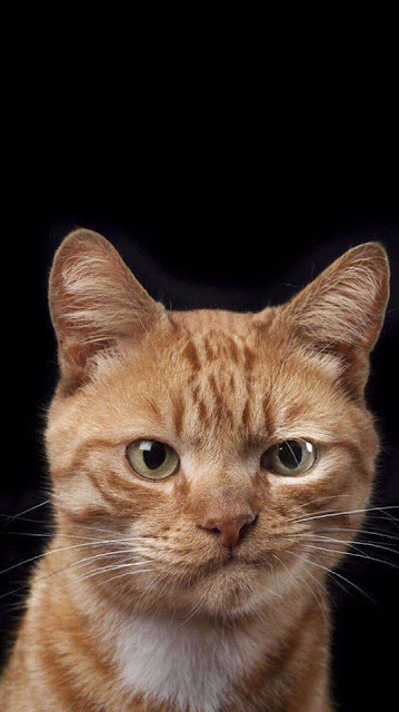 "kucing bengal" "kucing hutan" "kucing persia" "kucing anggora" "kucing lucu" "kucing maine coon" "kucing himalaya" "kucing munchkin" "kucing hamil berapa bulan" "kucing persia harga" "nama kucing" "umur kucing" "jenis kucing" "gambar kucing" "nama kucing jantan" "nama kucing betina" "nama kucing nabi" "makanan kucing" "nama kucing lucu" "suara kucing" "kucing kampung" "kucing persia" "kucing berasal dari" "kucing anggora" "ciri ciri kucing" "filum kucing" "kingdom kucing" "klasifikasi kucing"