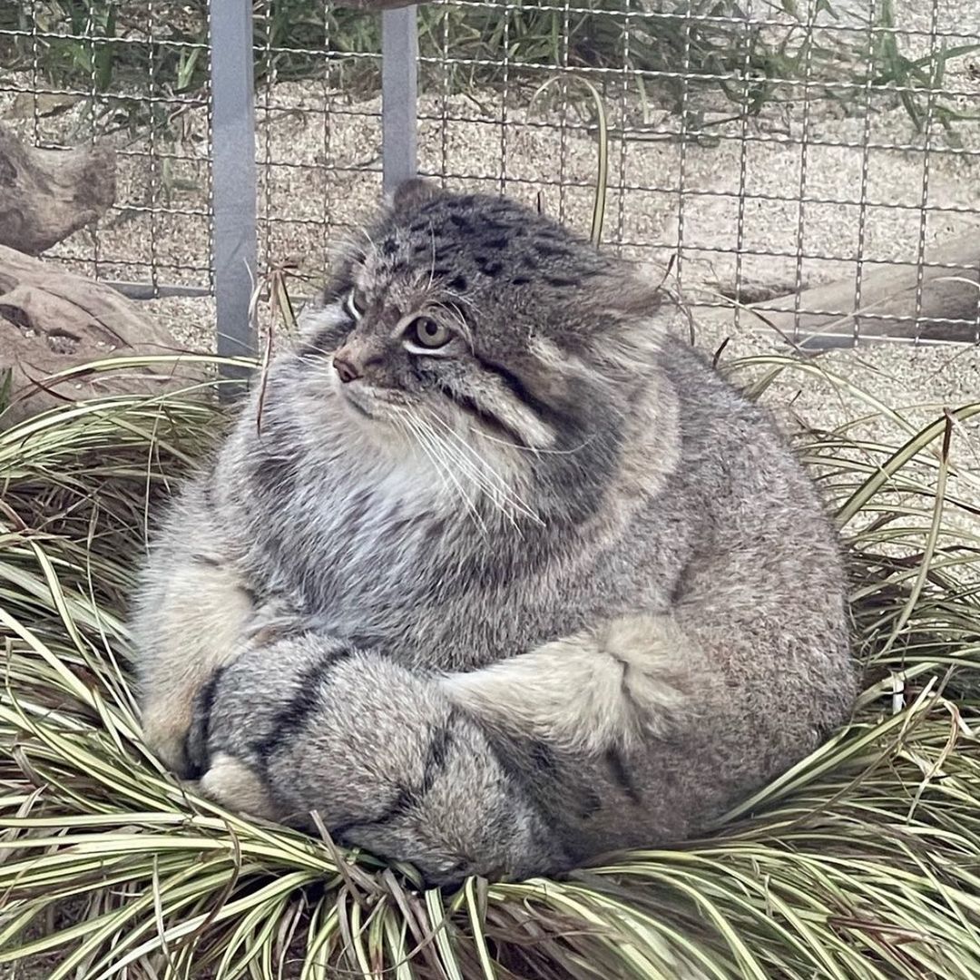 Round-looking Pallas' Cat