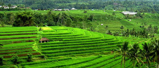 Subak di Bali