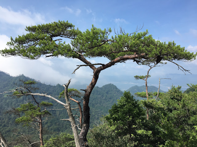 A view of a tree from atop Miyajima Island's mountains