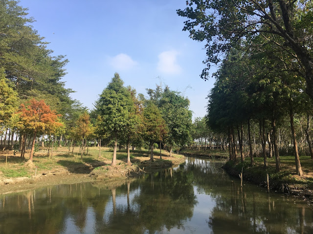 Bald Cypress forest at Yuliao Site in Chiayi, Taiwan