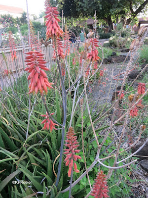 red-hot poker, Kniphofia