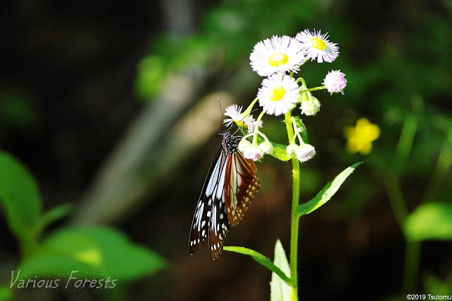 Chestnut Tiger butterfly