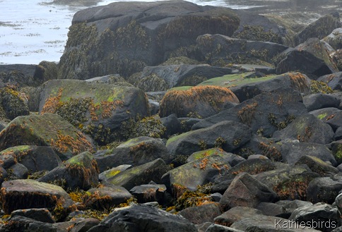 4. wracked rocks-kab